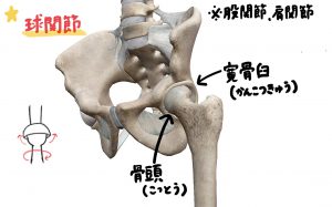 股関節の可動域を広げるメリット 関節の構造とストレッチのやり方を徹底解説 パーソナルトレーナー探しなら コーチマッチ